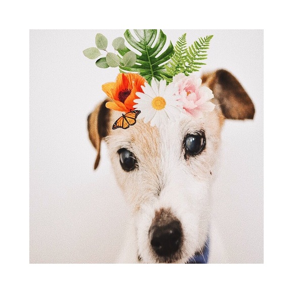 Meet your Posher, Tatum - Picture 1 of 1